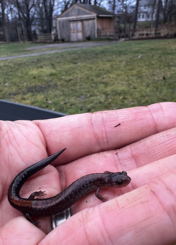 Redback Salamander